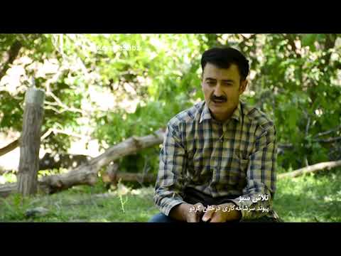 پیوند سرشاخه کاری درختان گردو