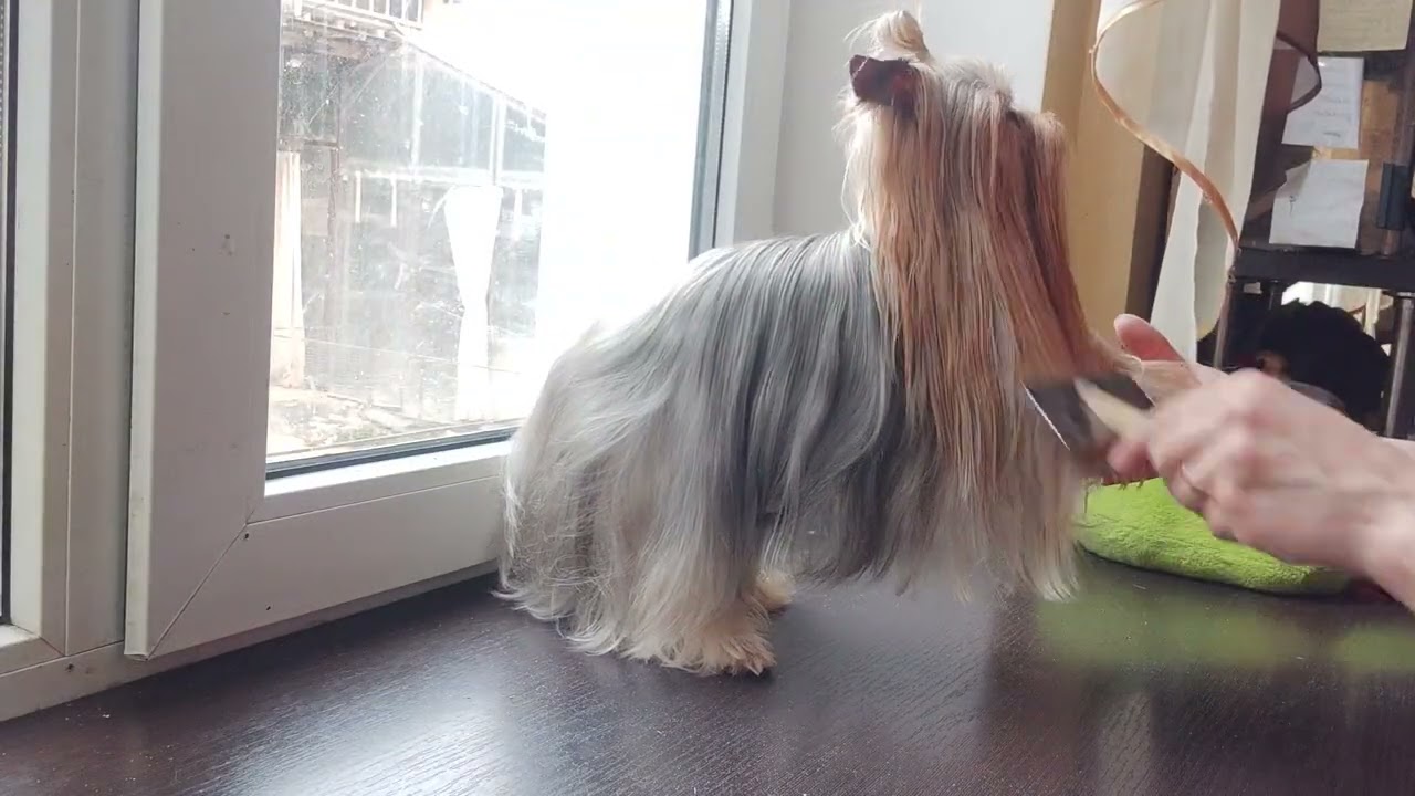 Красавчик Мой🤗есть сынок в продаже 🤗🐾 Продажа доставка по миру+79788972514