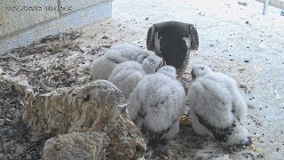 Osaka Peregrine Falcons/2024-05-07/ 4th feeding