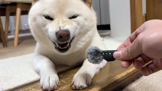 ヘッヘッヘッヘ中の柴犬にインタビューをしてみると…