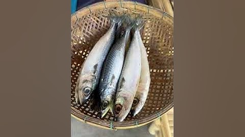 Ruốc cá nục   Hương vị biển cả trong từng sợi ruốc, mang đến cảm giác ngon miệng và ấm áp cho từng b