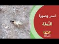 النملة اسم وصورة 
