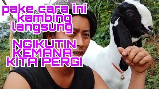 CARA JINAKIN KAMBING PELIHARAAN, BIAR NURUT SAMA TUAN NYA
