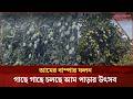 ভোলায় আমের বাম্পার ফলন, খুশি চাষিরা