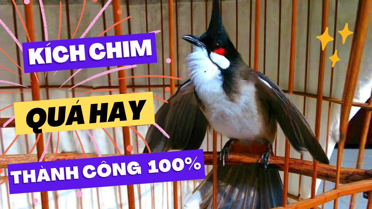 chào mào hót sáng kích bổi - luyện giọng hay ép bổi sổ bọng và căng lửa - chào mào hót đấu