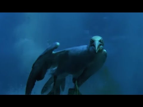 Video: Gannets word blind?