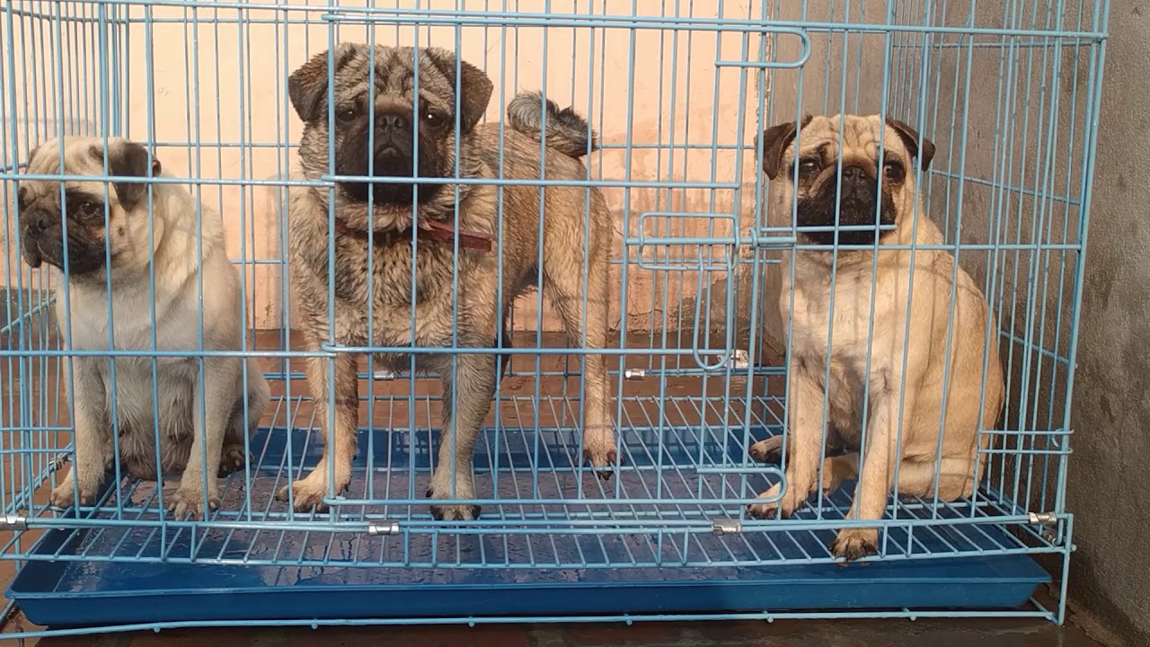 Nandpuria kennel 9569090058 - YouTube