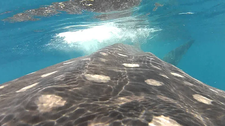 Whale Shark Close Encounter (GoPro HD Hero2)