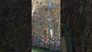 Squirrel Climbs Bird Feeder With Ease