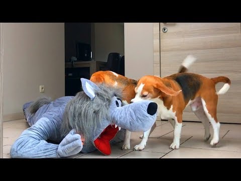 dogs-vs-big-bad-wolf-prank-:-funny-dogs-louie-&-marie