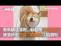 柴犬顧店偷懶落跑 躲別人家超市爽吹冷氣 被狗爸抓包秒露 驚嚇臉 ｜寵物｜柴柴