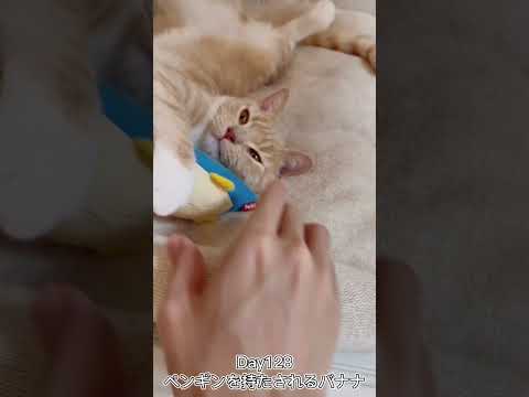 ペンギンを持たされるバナナ #shorts #猫 #子猫 【マンチカン×サイベリアン】