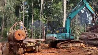 Download Lagu PROSES MUAT KAYU BALAK BESAR  DARI DALAM HUTAN‼️ MP3