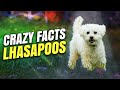 LhasaPoo  🐩 Don&#39;t Get a LhasaPoo Until You Watch This!