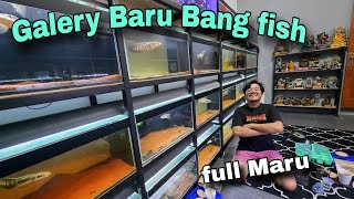 Markas ikan Bang fish baru ..⁉️