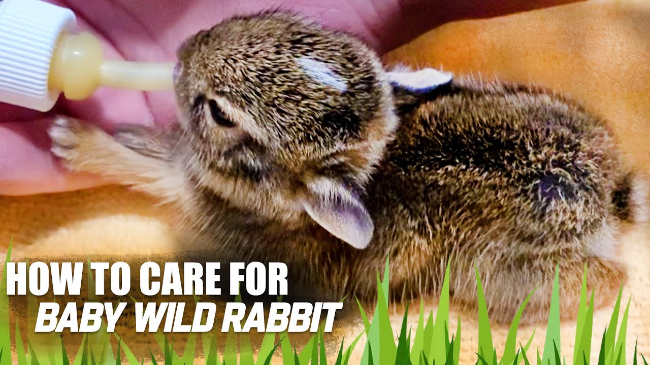 How to Care for Orphaned Bunnies and Cottontails - TeeDiddlyDee