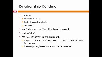 Behavior Modification for Cats: 16. Relationship Building - class