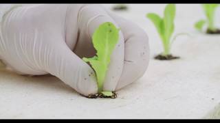 Profit Agro Hydroponic Raft Systems for Lettuce YouTube Videos