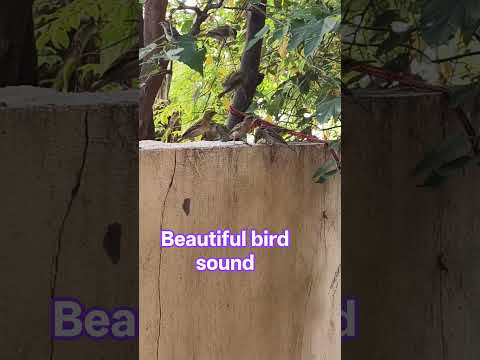 beautiful bird's sound #trendingshorts #gardening #birds #birdsounds