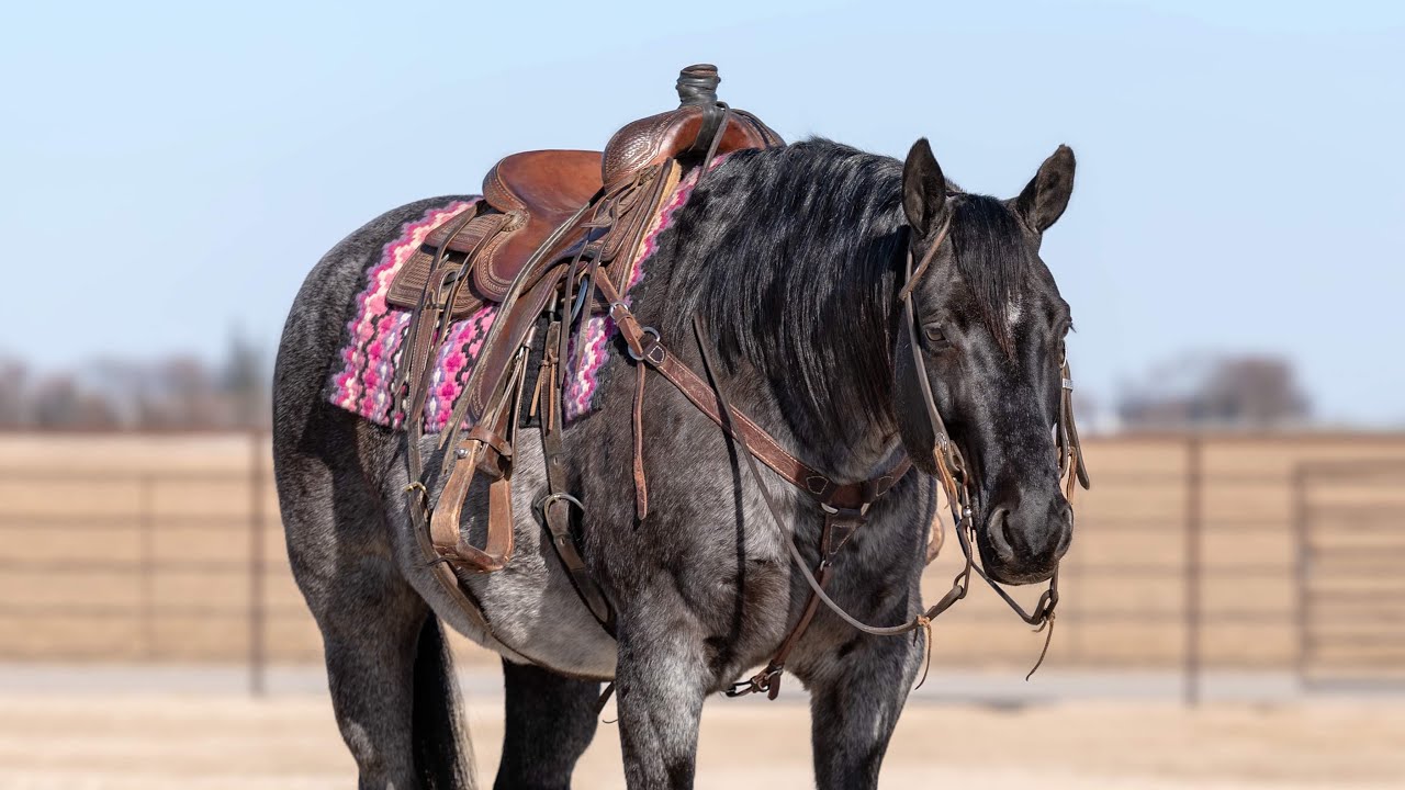 Indigo 2011 APHA Gelding Sells June 4th at the Bots Sots Horse Sale