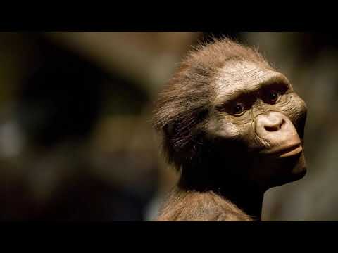 Еволюційна загадка: чому люди втратили хвости