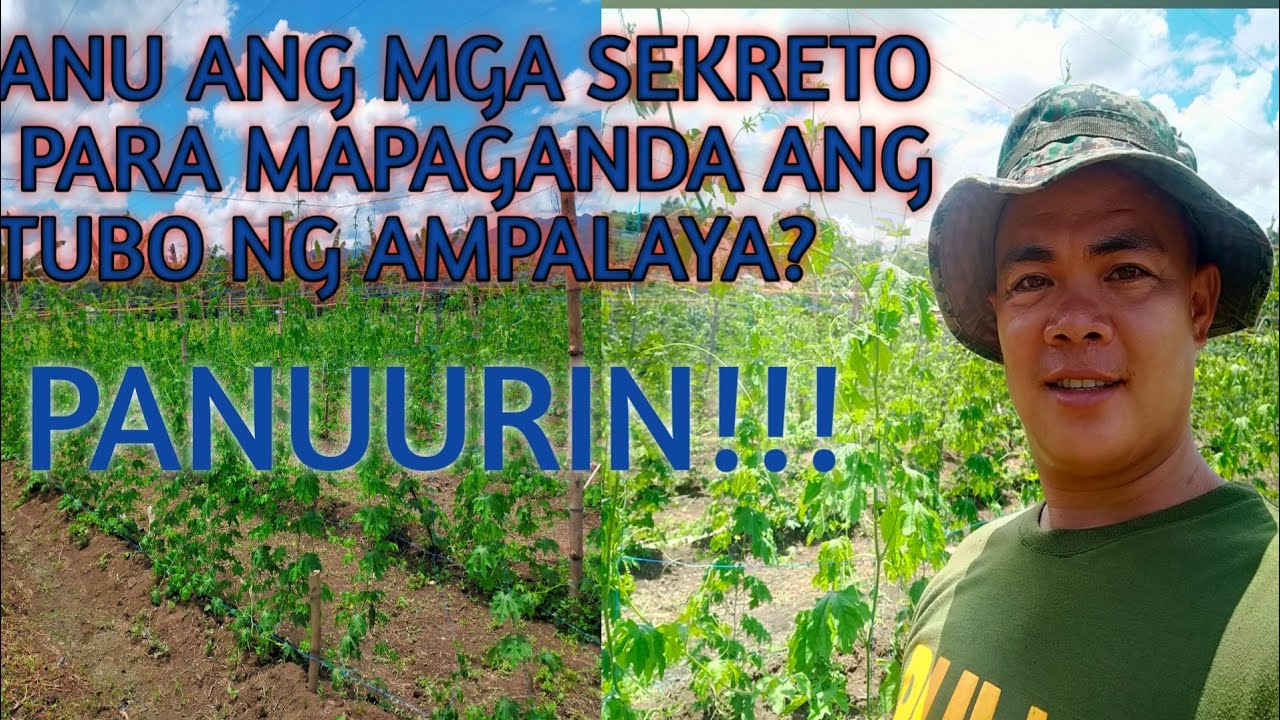 MY SECRETS IN GROWING AMPALAYA/BITTERGOURD ||POLICE FARMER