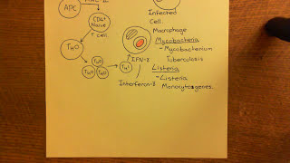 Chronic Inflammation - Angiogenesis Part 7
