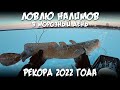 Ловлю налимов в морозный день  Рекорд 2022 года