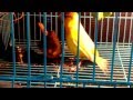 proses kawin kenari (jantan timbrado x betina harlequin)