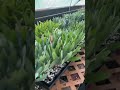 You CAN grow Proteas from cuttings?