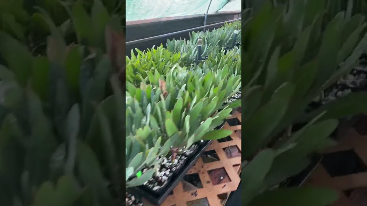 You CAN grow Proteas from cuttings?