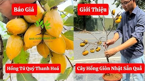 Giới Thiệu Và Báo Giá Cây Hồng Giòn Nhật Bản Sẵn Quả, Hồng Tứ Quý ☎️0968.750.386 