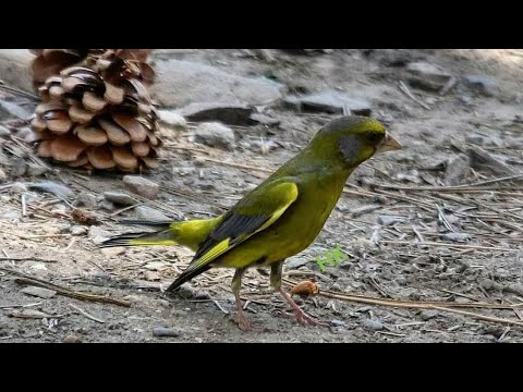 Florya  Kusu Huylandırma  Yeni