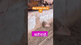 Aaj bi koi nhi h #compnay #job #vlog