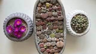 видео: Литопсы/ Lithops. Фрития/ Frithia. Фенестрария/ Fenestraria. Летний уход. 05.07.2023. картинка: Литопсы/ Lithops. Фрития/ Frithia. Фенестрария/ Fenestraria. Летний уход. 05.07.2023.