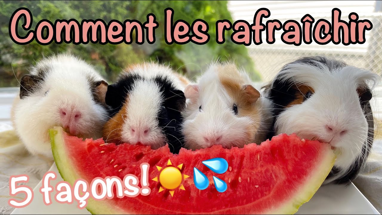 5 Astuces pour rafraîchir vos cochons d'Inde en été