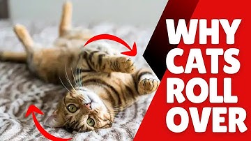 Why Your Cat Rolls Over When He Sees You (It’s Not What You Think!)