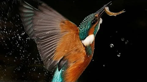 Kingfisher | The Secret Life of the Shannon | RTÉ Goes Wild - DayDayNews