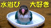 ある日のボタンちゃんの遊びをノーカットで Youtube ある日のボタンちゃんの遊びをノーカットで Youtube