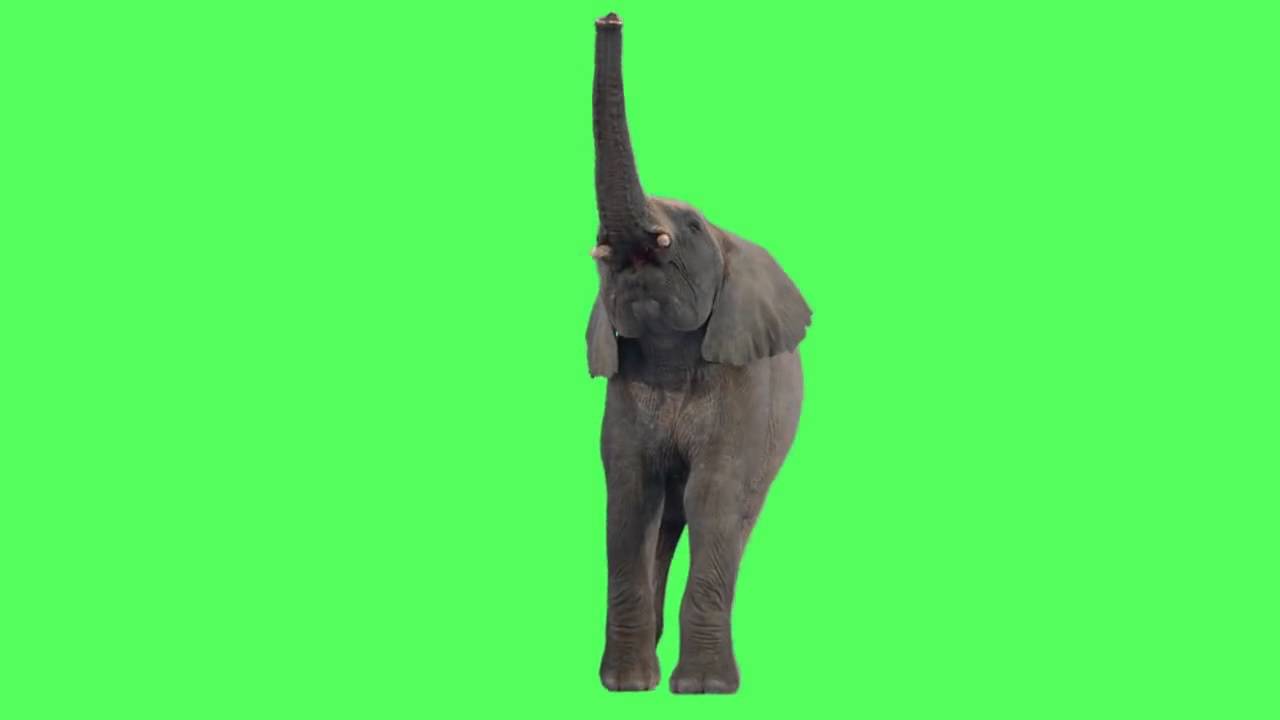 Green Screen Elephant - YouTube