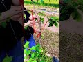 #FruitTreeManagement #BranchPullingTool #DoubleHookBranchPullingTool #AppleTreePulling