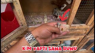 BAÇAĞINDA KOCAMAN DELİK VAR ( KİM YAPTI BUNU SANA )