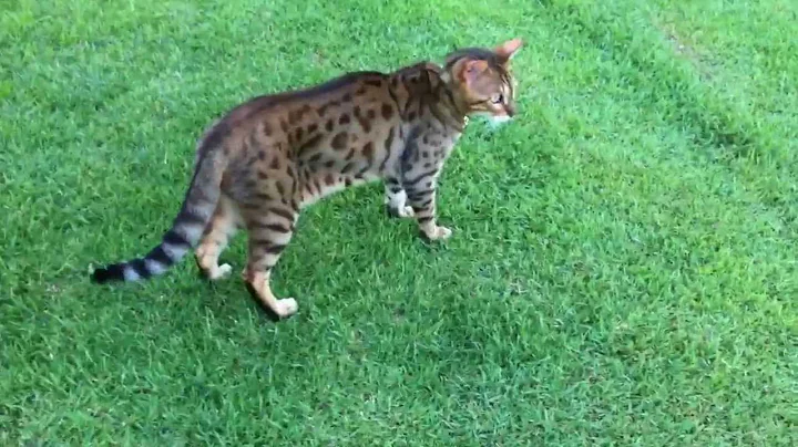Watch the video about Frisky bengal cats playing Tiggy!