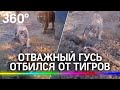 Храбрый гусь отбился от двух тигров - видео