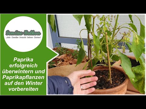 Video: Vorbereitungen Für Den Winter Mit Paprika