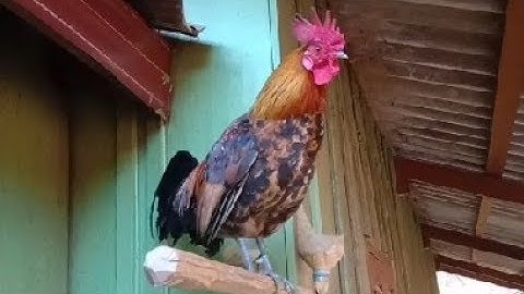 Muag qaib poj cuab tuaj zoo