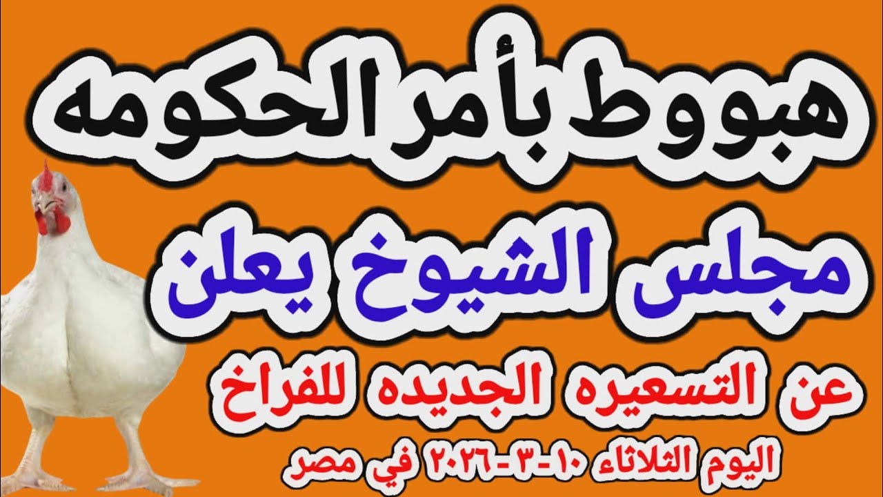 اسعار الفراخ البيضاء اليوم/ سعر الفراخ البيضاء اليوم الثلاثاء 2026/3/10 في مصر جمله وقطاعي