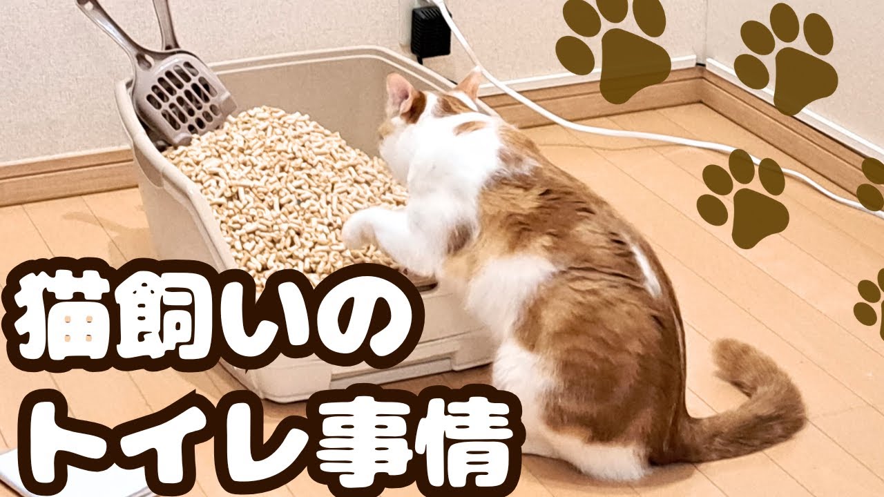 猫のトイレについて愚痴らせてください( ˘•ω•˘ )Let me complain about cat litter boxes.