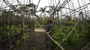 VietNam | Vườn Tiêu Giữa Lòng Saigon | Ngã Ba Giồng  | Nguyễn Văn Bứa | Saigon
