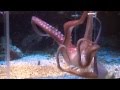 Intelligence et adaptation du poulpe  /  hunting octopus